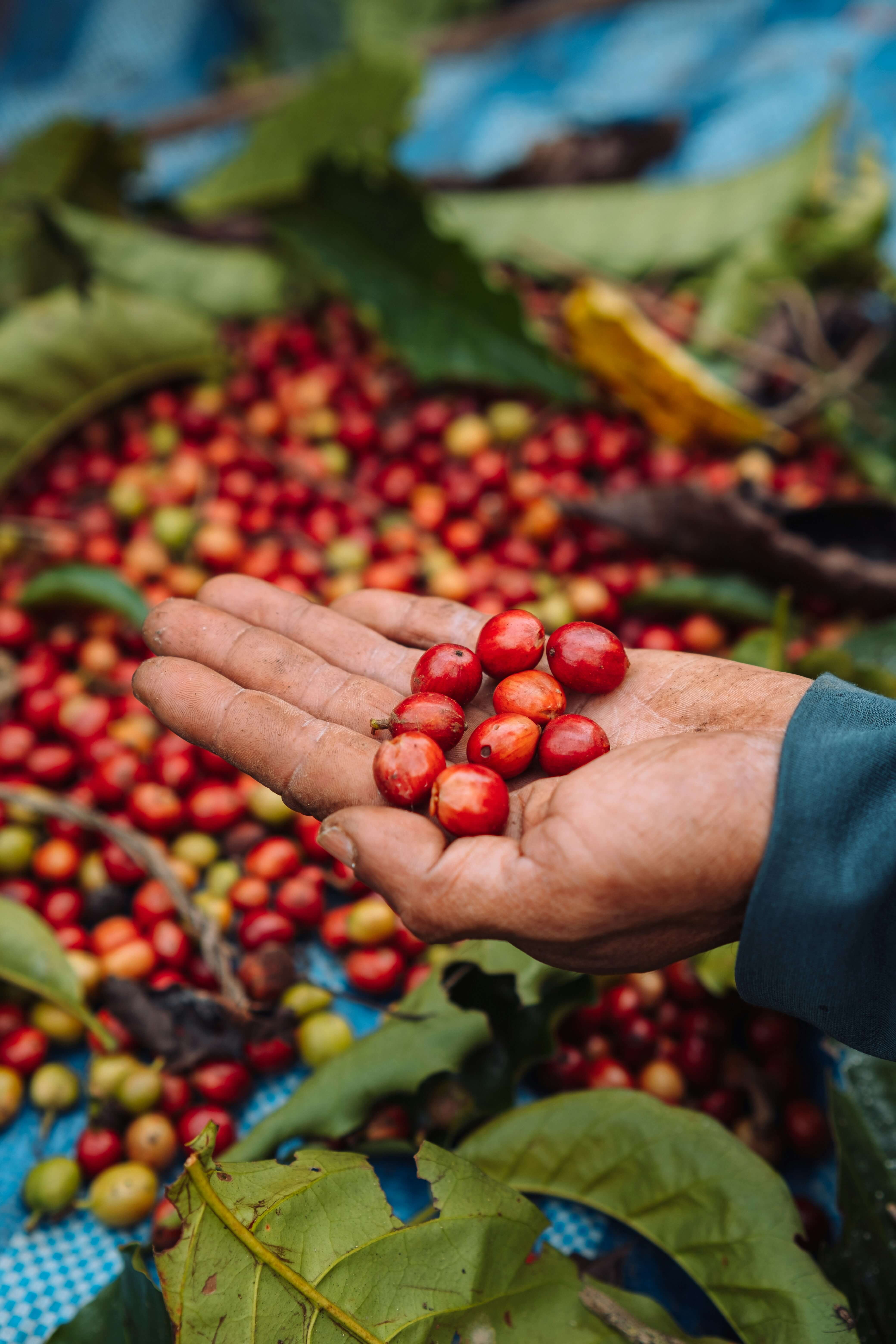 Coffee and Chocolate Tour
