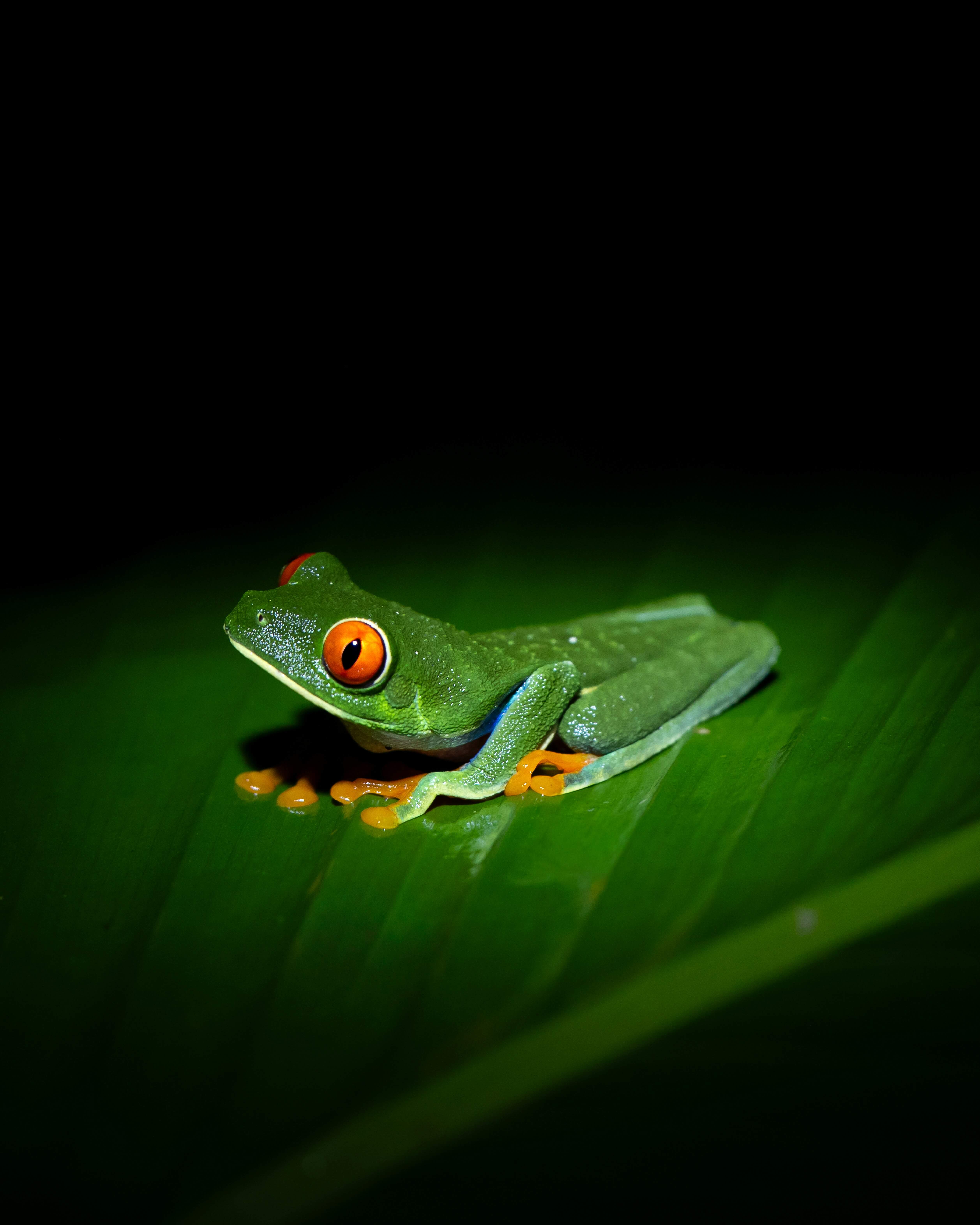 Nocturnal rainforest