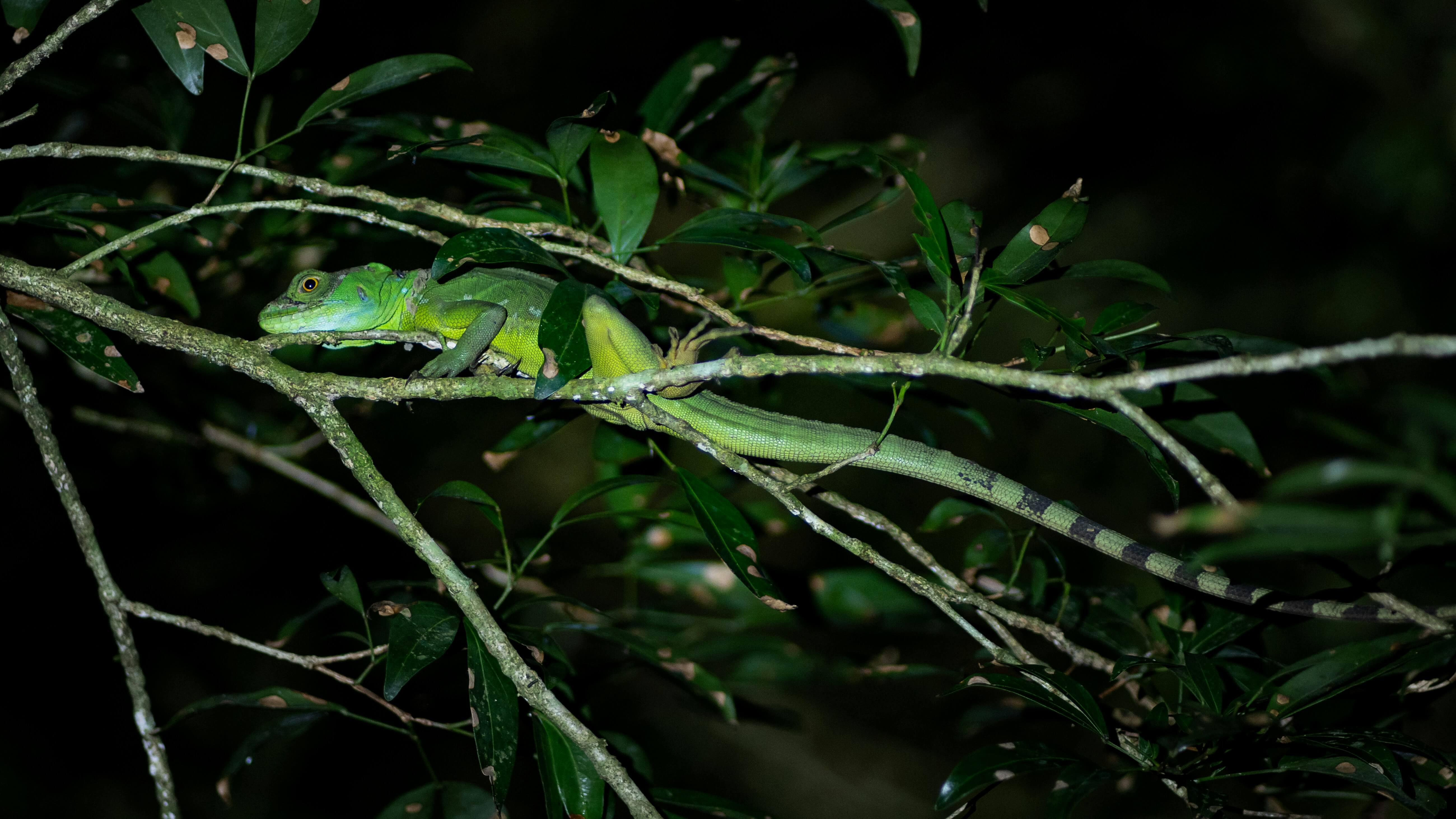 Danaus Night Tour