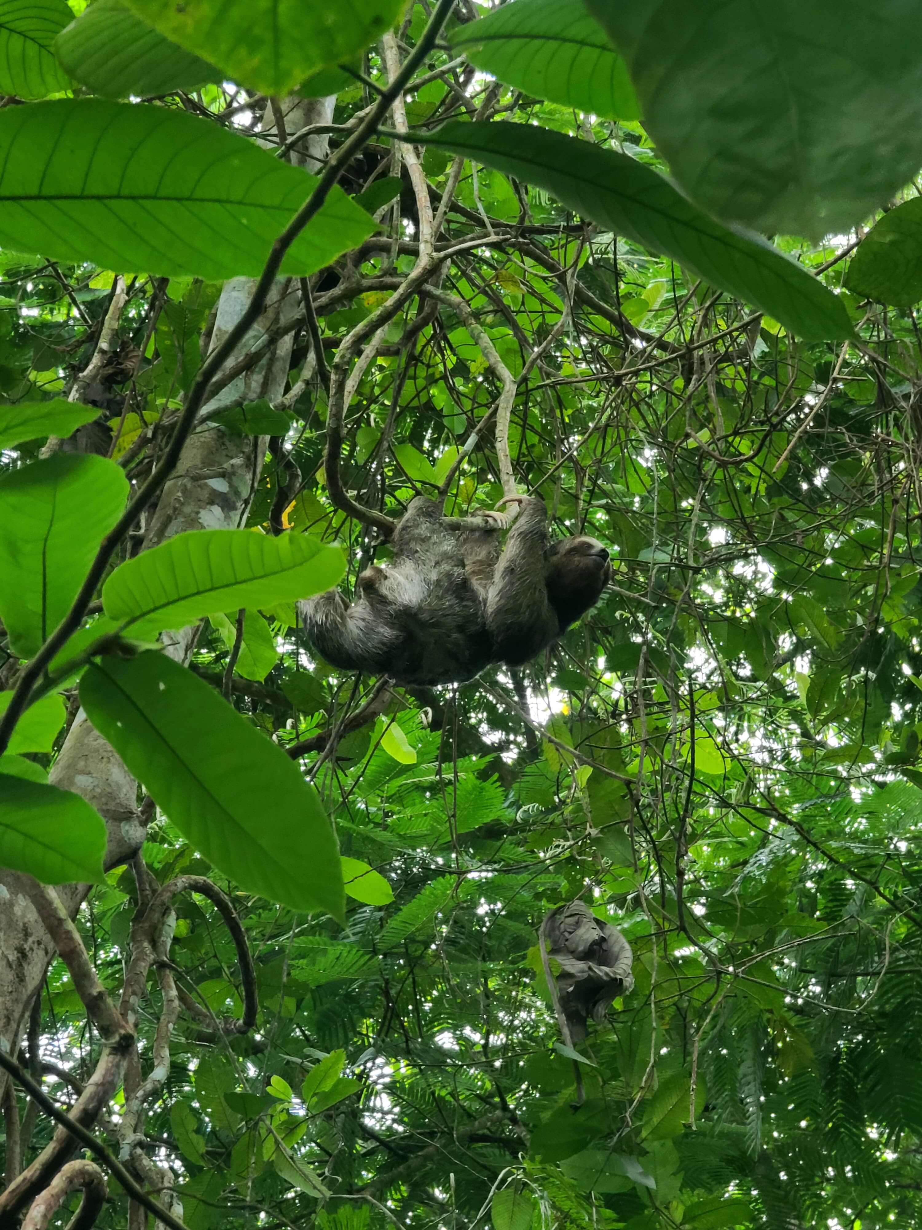 Bogarin trail at Arenal