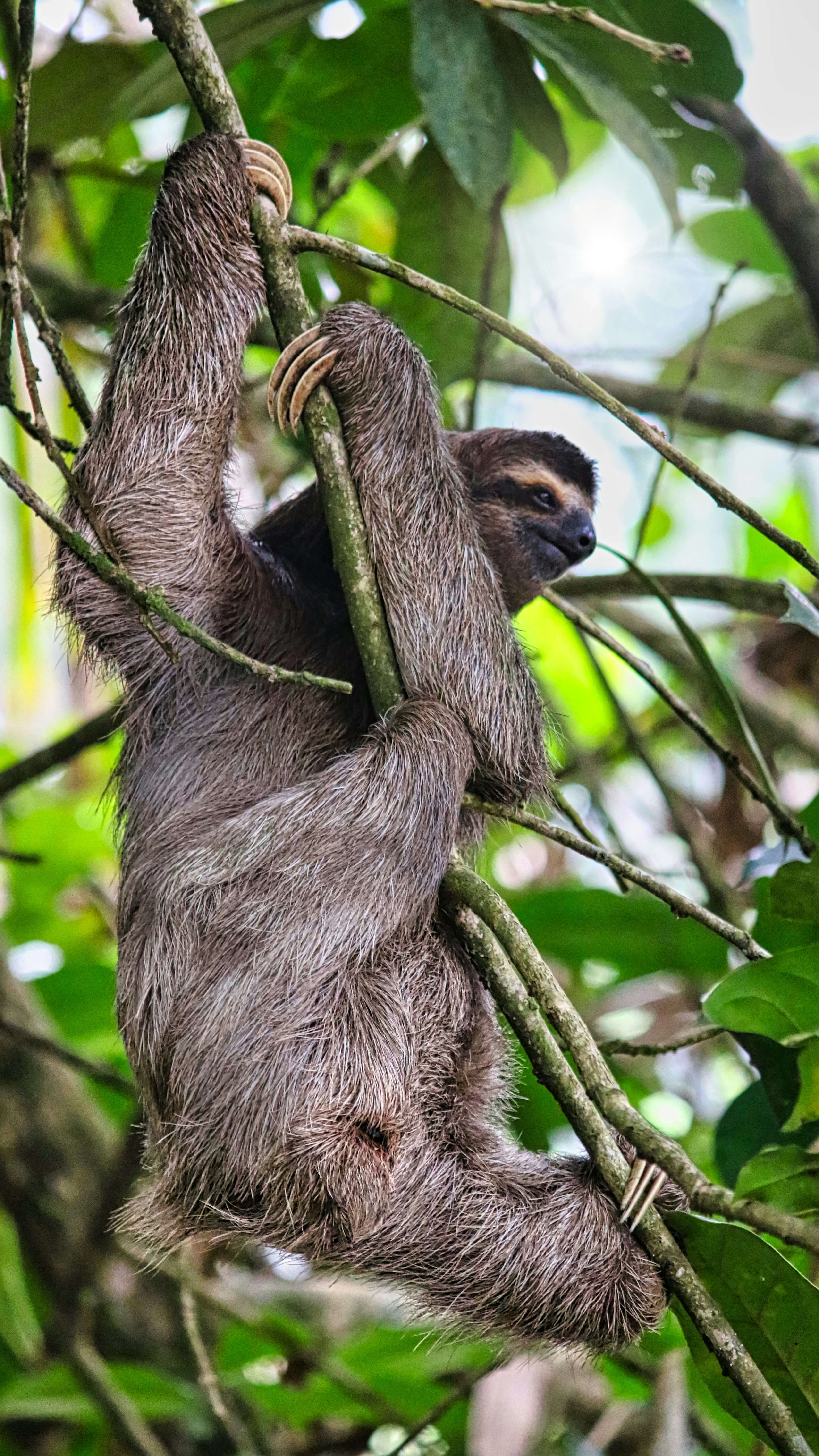 Sloth hanging from a tree in La Fortuna Costa Rica